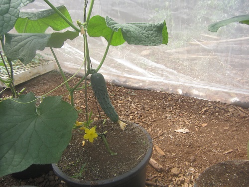 13 Cultivo de pepino en casa de cultivo de Arsenio