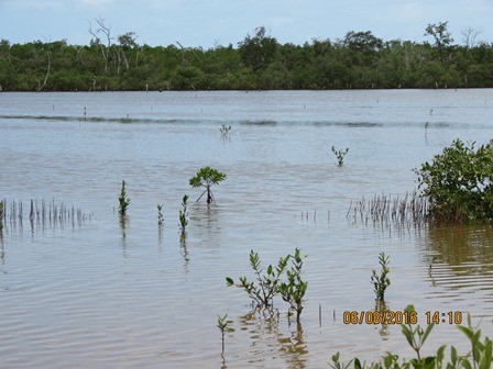 Playa Florida manglar