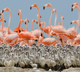 Flamingos Excursion from Playa Santa Lucia