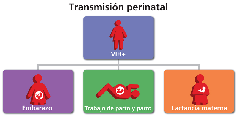 Transmisión perinatal Spanish 800