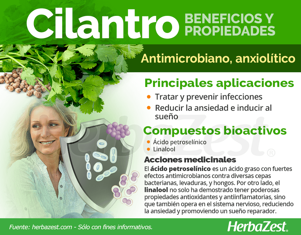 cilantro benefits and properties 985172 section