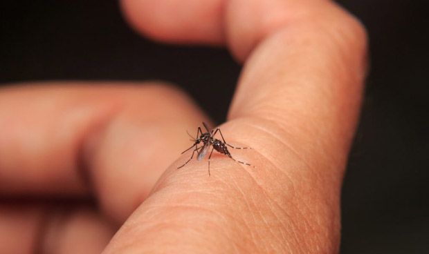 el coronavirus se transmite por picaduras de mosquito