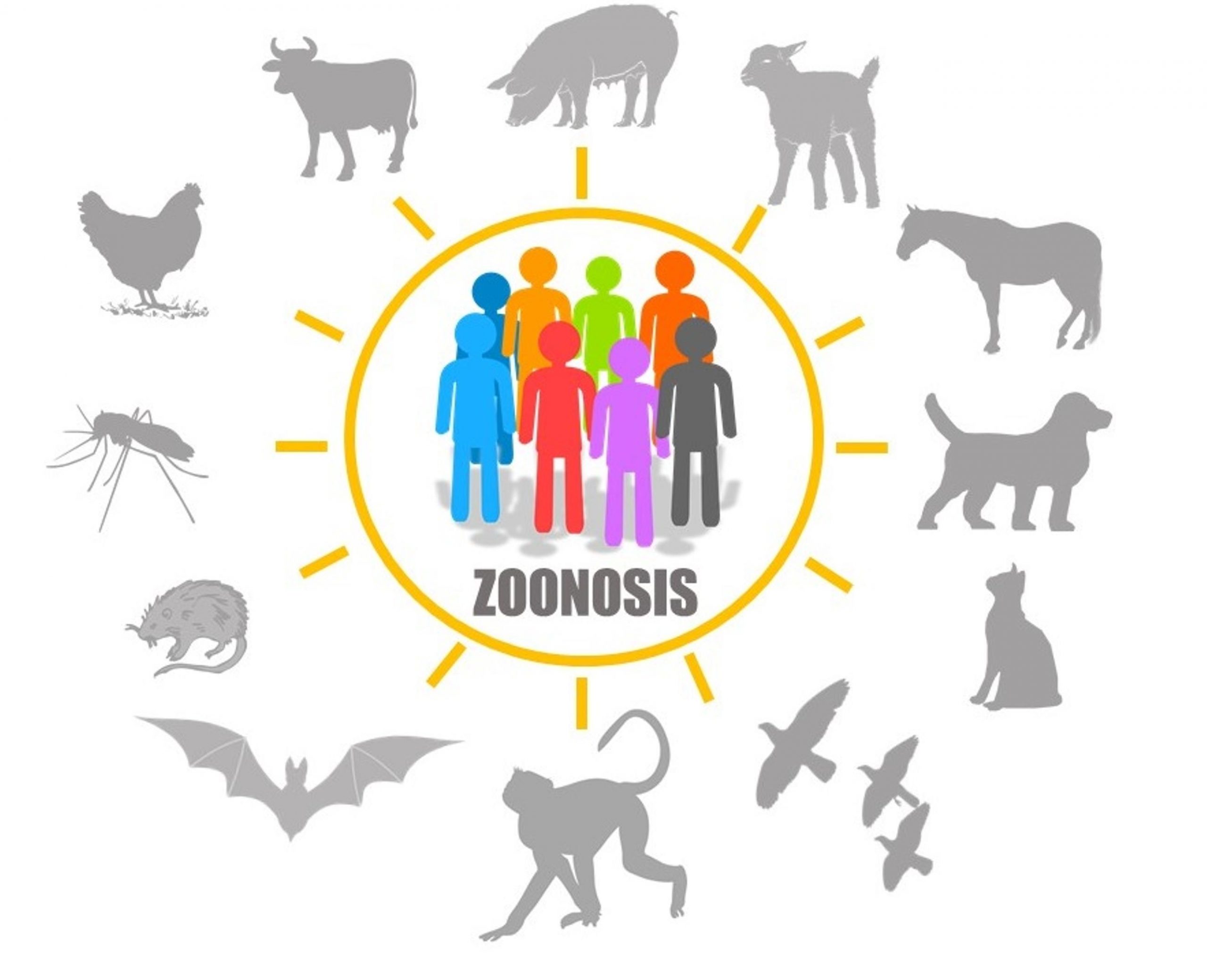 zoonosis 1 scaled