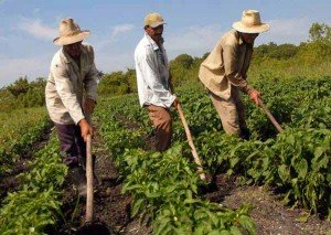 campesinos cubanos1